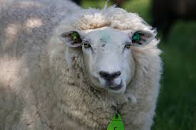 Sheep 1