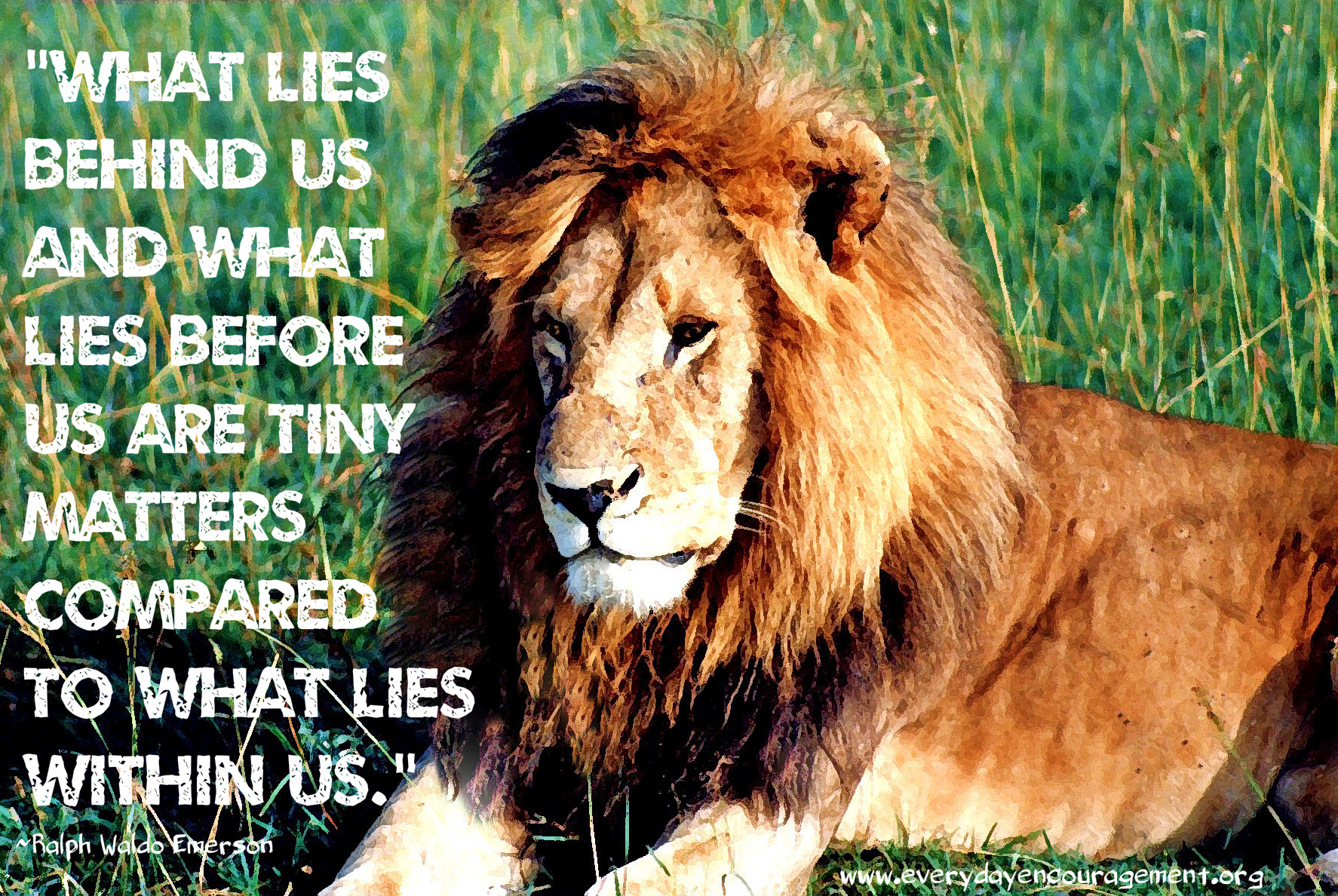 lion-3